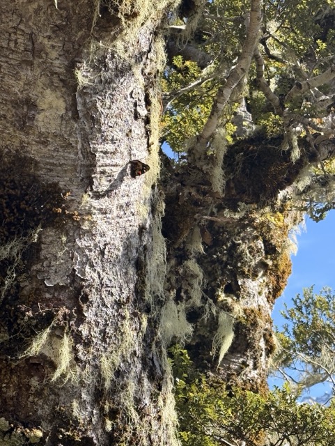 Red Admiral Medium